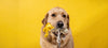 How to Help Your Dog with Anxiety Signs and Symptoms