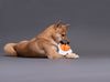 Orange: The Chicken Orange: The Chicken